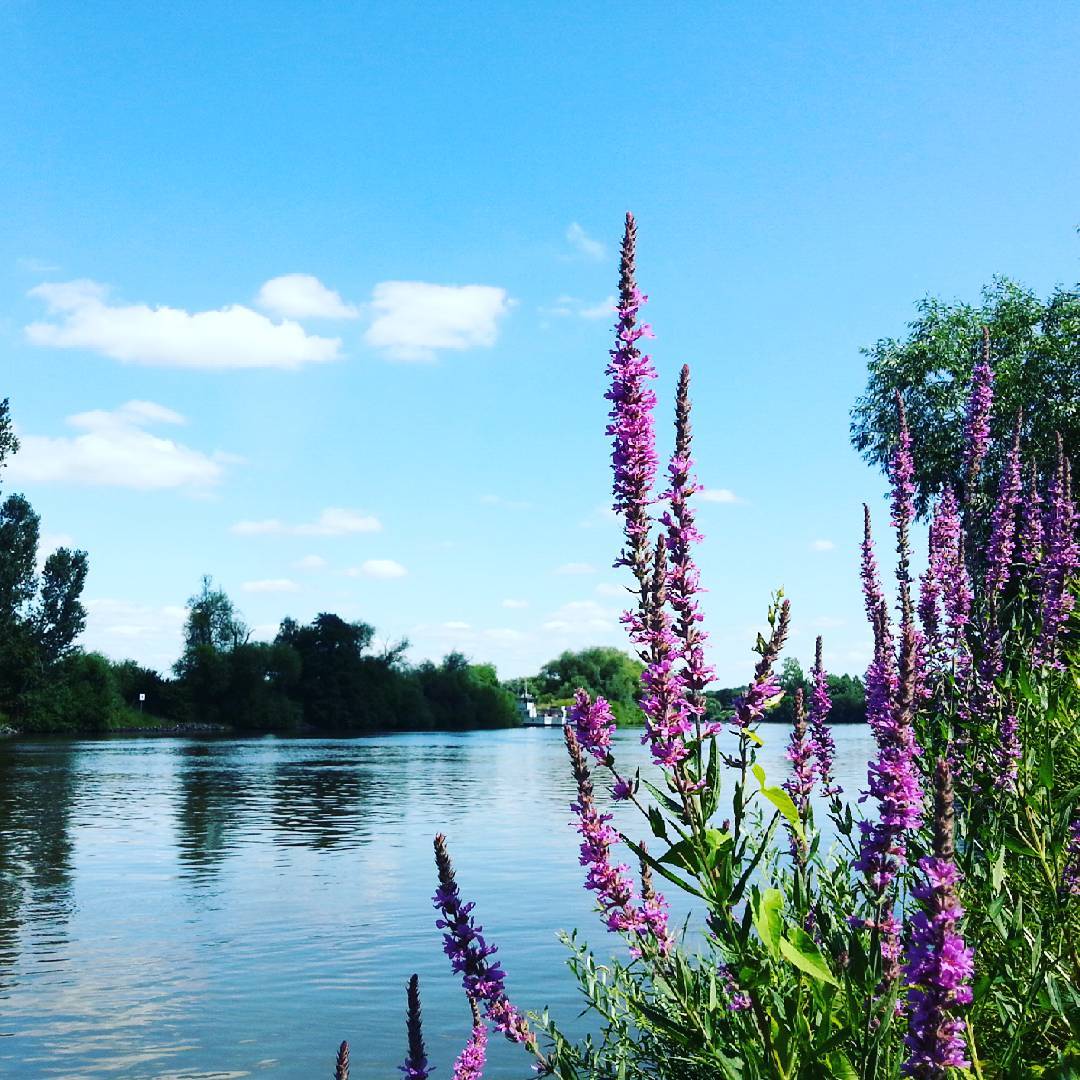 Der Blutweiderich an den Mainwiesen in Seligenstadt stellt mit seinen violetten Blüten einen schönen Kontrast zur sonst sehr blauen Szenerie dar