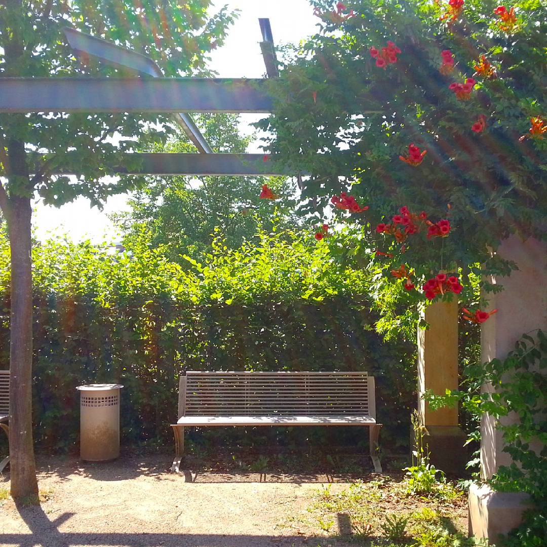 Ein Platz unter Blumen  Diese schöne Bank befindet sich zwischen dem Parkdeck Altstadt und dem Main