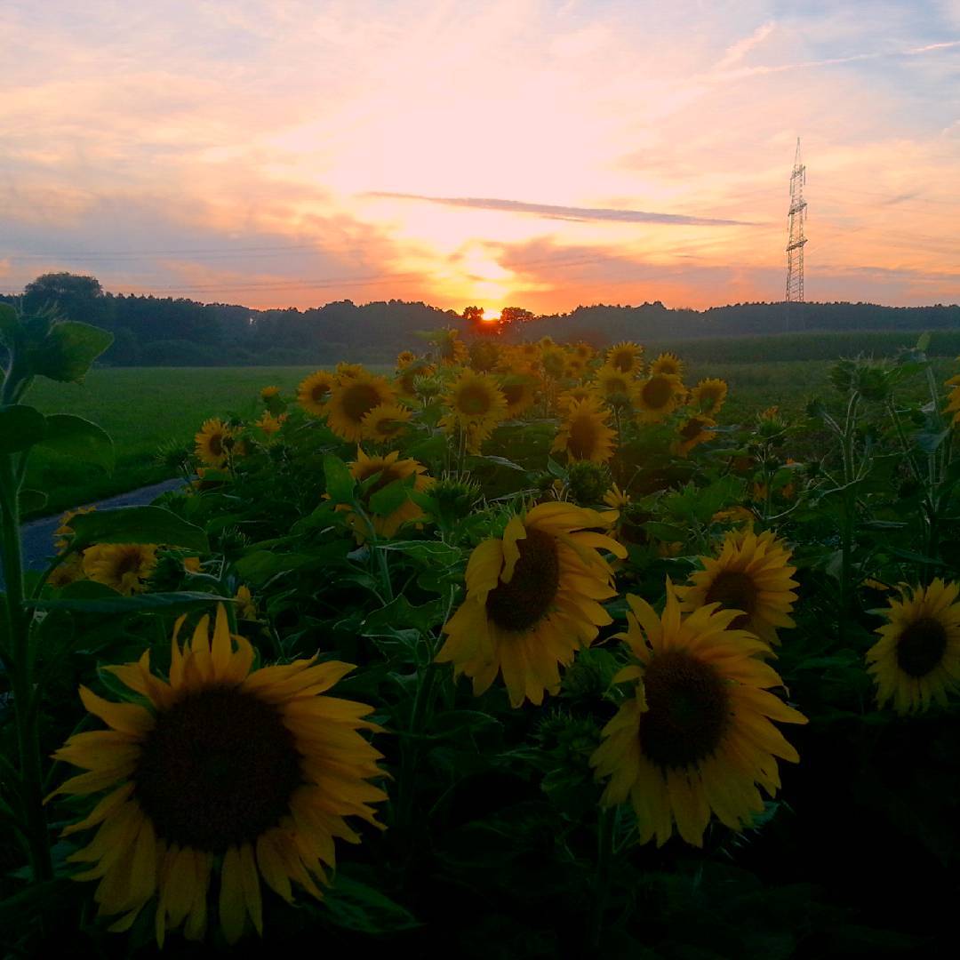Sonnenblumen und Sonnenuntergang… schönen Abend euch allen