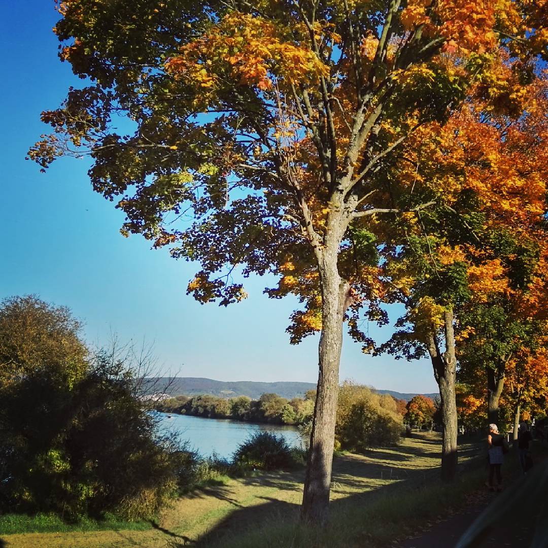 Herbst am Mainufer in Seligenstadt