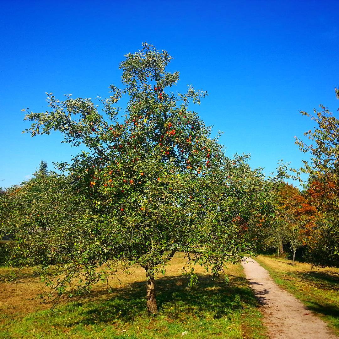Ein Apfelbaum zwischen Klein-Welzheim und Seligenstadt an einem Tag, an dem der Oktober noch richtig schön sonnig war