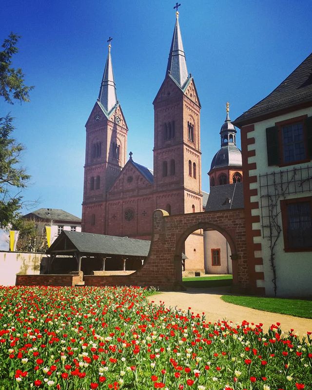 Es ist soweit: Die Tulpen im Klostergarten blühen wieder in voller Pracht