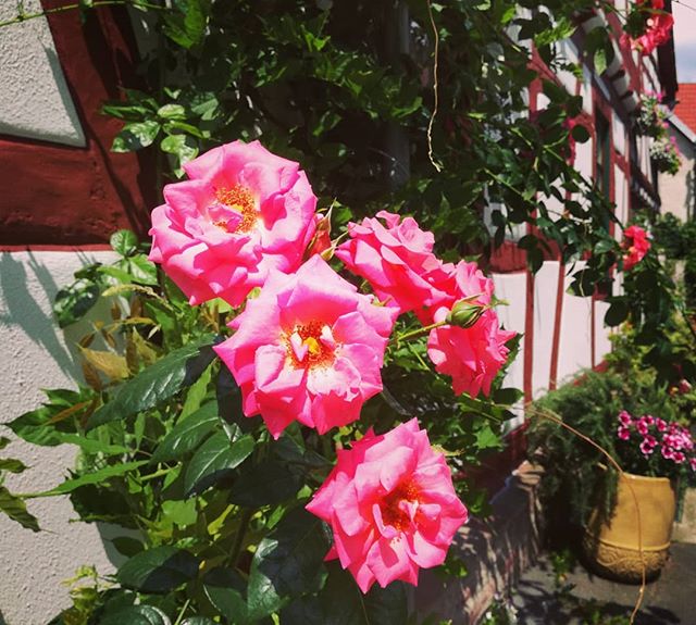 Rosen und Fachwerk: Viele Häuser in der Altstadt sind mit wunderschönen Blumen dekoriert, die der Altstadt ihren ganz besonderen Reiz verleihen