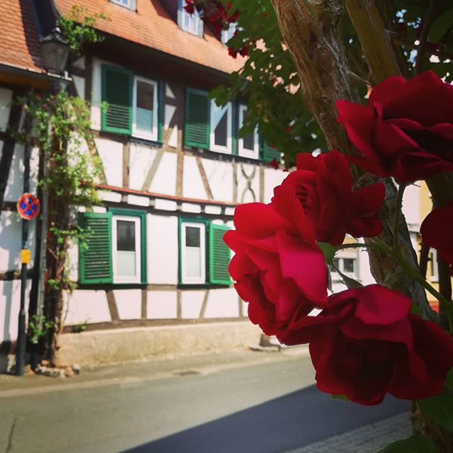 Viele Seligenstädter pflanzen Blumen an ihre Häuser, was nicht nur schön aussieht, sondern mir die Möglichkeit zu Bildern wie diesem gibt. Danke dafür